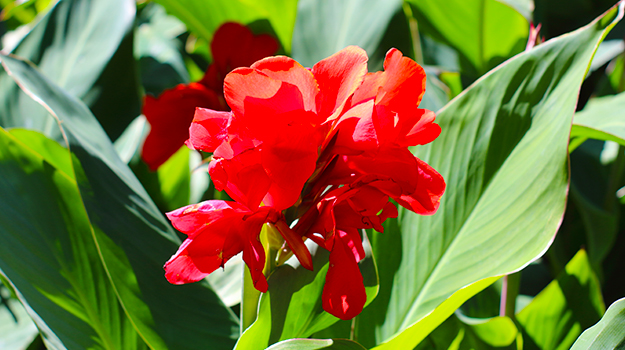 Quoi faire au jardin en juin