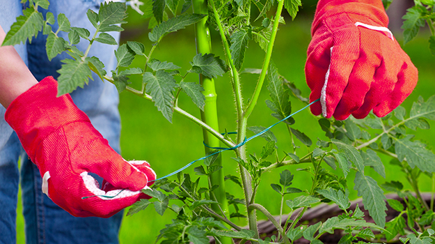 Quoi faire au jardin en juin