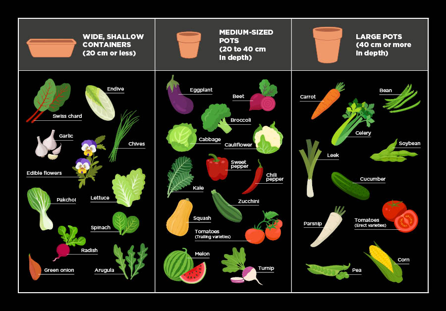 Cultiver un potager en pots