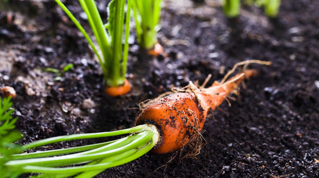 How To Grow Carrots