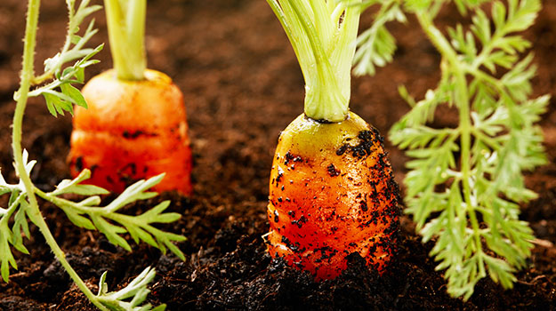 How To Grow Carrots