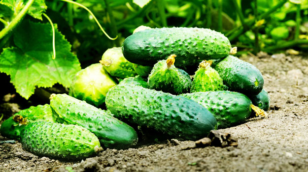 How to Grow Cucumbers