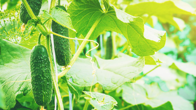 How to Grow Cucumbers