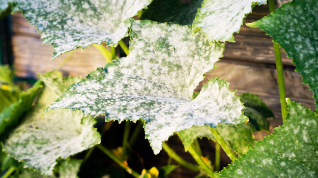 How to Grow Cucumbers