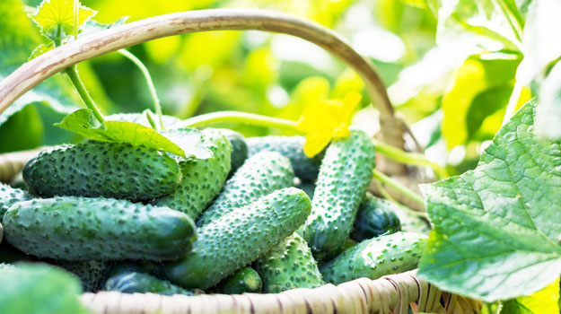 How to Grow Cucumbers