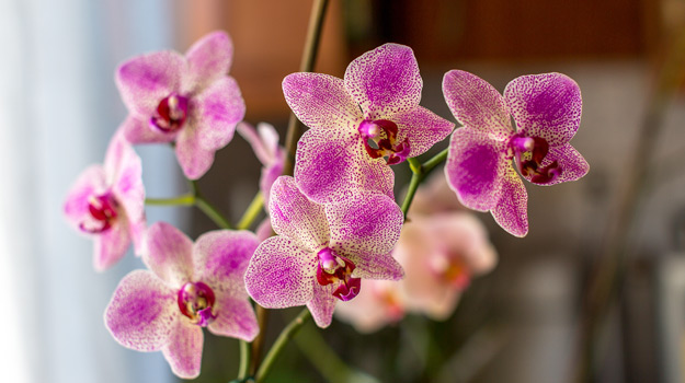 Conseils et astuces pour prendre soin des orchidées