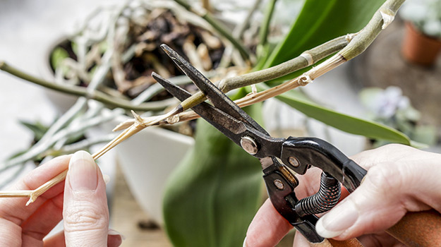 Promix_Gardening_How to care for your orchid