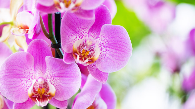 Promix_Gardening_Comment_prendre_soin_orchidees