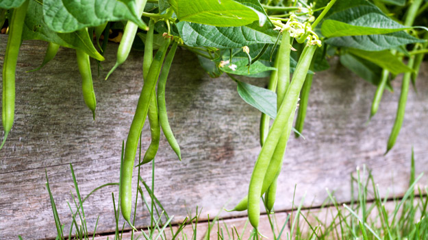 Comment cultiver des haricots 