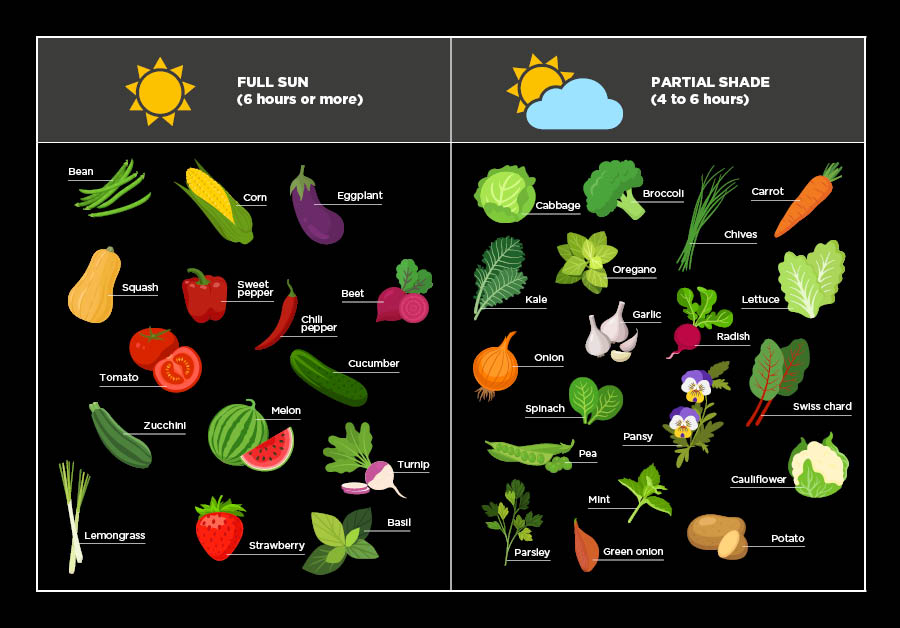 Cultiver un potager en pots