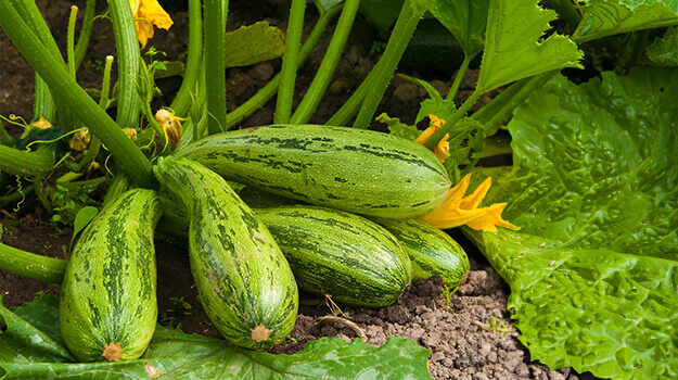 promix-Comment-faire-petit-potager-haut-rendement-06