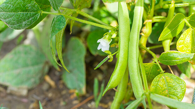 promix-Comment-faire-petit-potager-haut-rendement-07