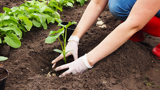 promix-Comment-faire-petit-potager-haut-rendement-en-10