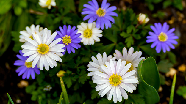 Les bulbes hâtifs, premières fleurs du printemps