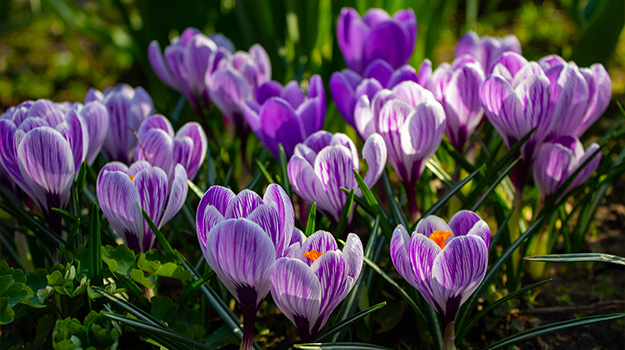 Les bulbes hâtifs, premières fleurs du printemps