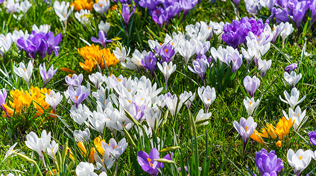 promix-bulbes-hatifs-premieres-fleurs-printemps_crocustapis