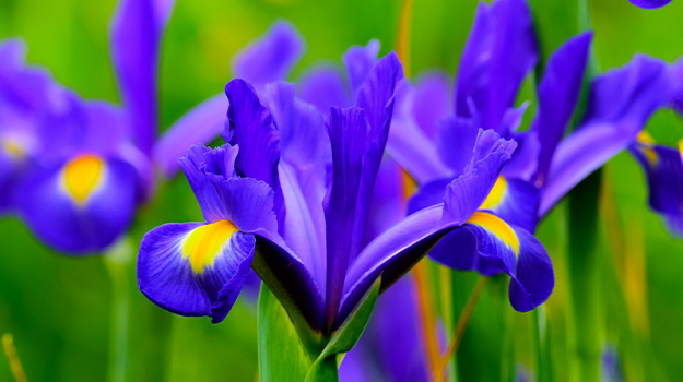 promix-bulbes-hatifs-premieres-fleurs-printemps_iris