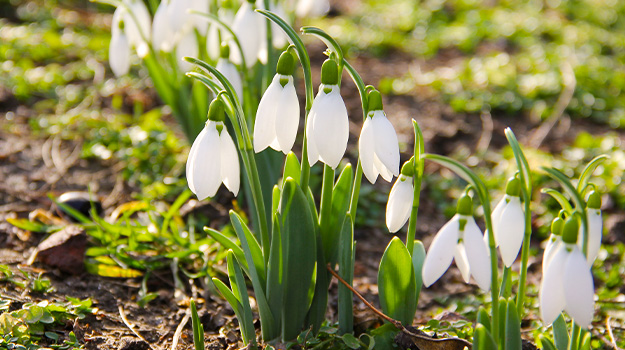 Les bulbes hâtifs, premières fleurs du printemps