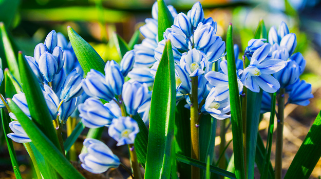 Les bulbes hâtifs, premières fleurs du printemps