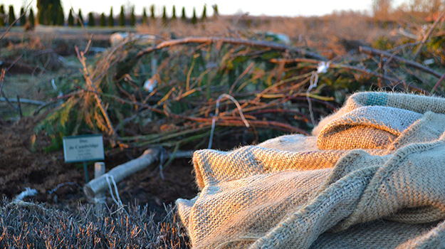 Faut-il mettre une protection à ses arbres en hiver?