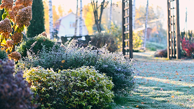 Conseils pour protéger vos plantes pendant l'hiver