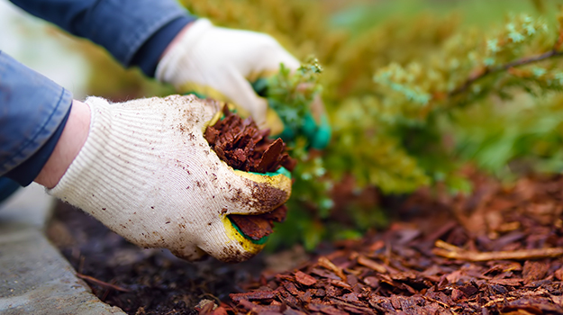 Bien protéger ses plantes pour l'hiver