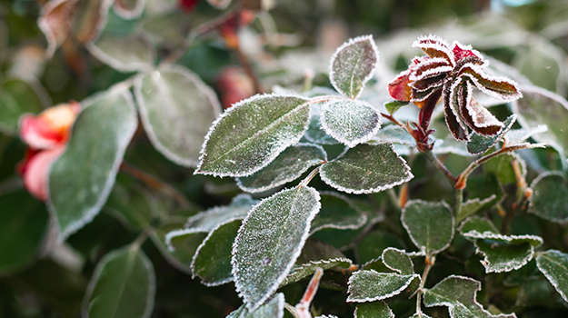 Protéger ses plantes du froid, conseils et astuces