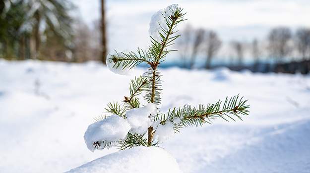 Paillage en hiver : protéger les plantes contre le gel