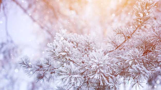 a tree in winter