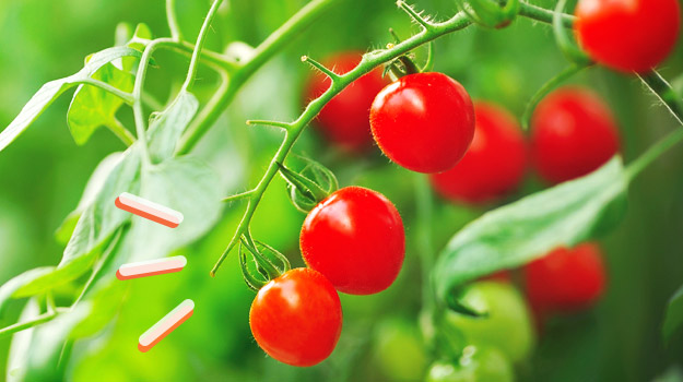 promix-gardening-Astuces pour des tomates plus grosses et plus en santé