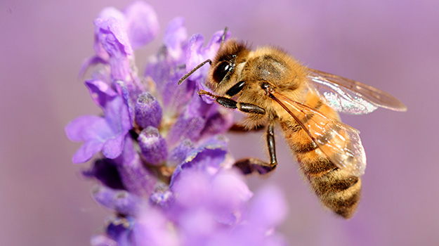 Animal and insects