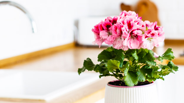 Acclimating flowers to bring them indoors