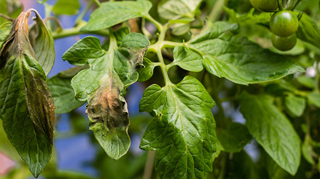 Plantes: problèmes courants et solutions 