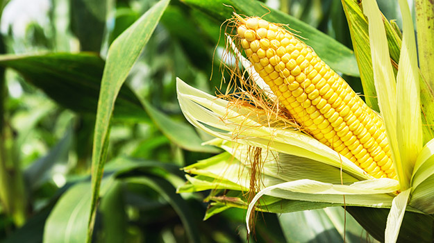 promix-gardening-corn