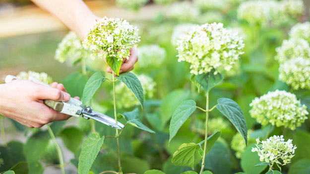 promix-gardening-élaguer