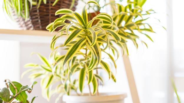 Five indestructible houseplants