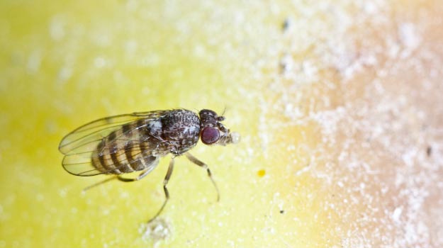 Mouche à fruits