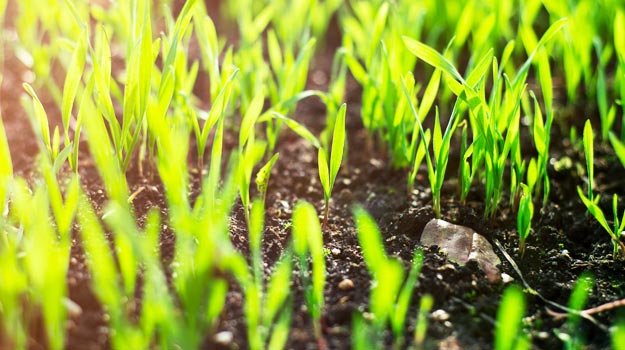Sursemer votre pelouse avec les produits PRO-MIX