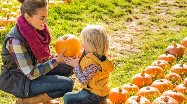 How to choose the best pumpkin