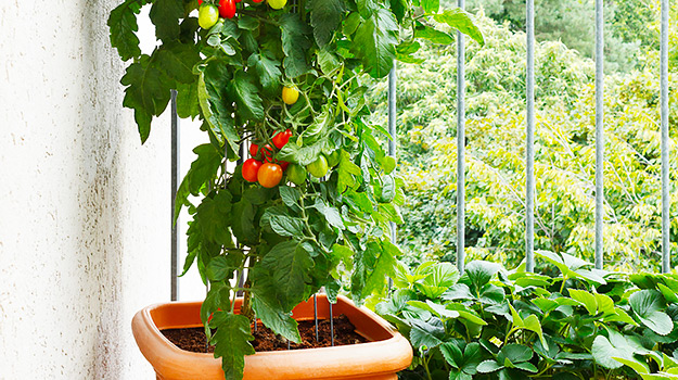 How to grow vegetables in containers