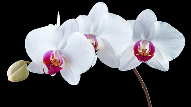 Moth orchid