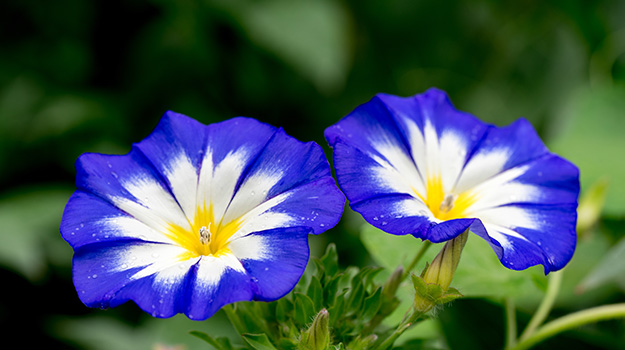 Les plantes de la couleur de l’année