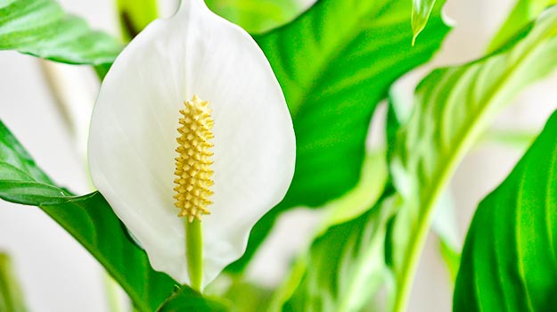 Peace lily