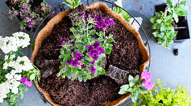 Someone placing the plants in the hanging basket