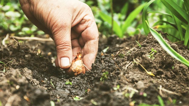 Il est temps de planter les bulbes pour l'année prochaine