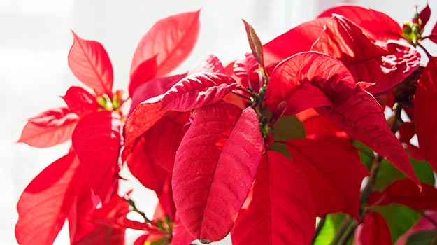 cuidar de sua poinsettia na primavera e verão