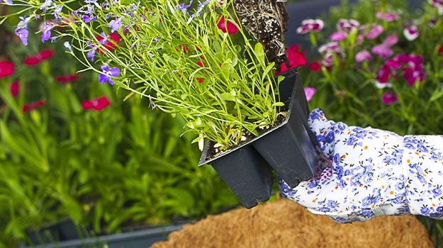 Someone preparing his plants