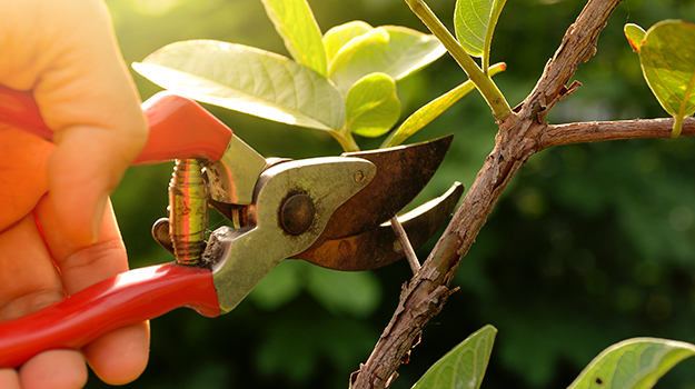 Pruning trees and shrubs requires good quality pruning shears and hand pruners, but you may also need hedge shears, hand saws, pole saws or lopping shears.