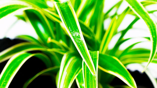 Spider plant