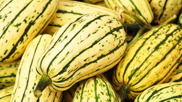 Courge délicata